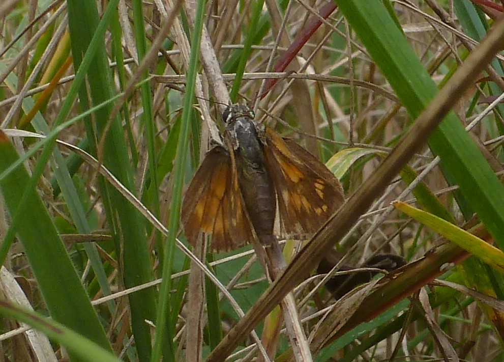 Hesperiidae: Ochlodes sylvanus , femmina